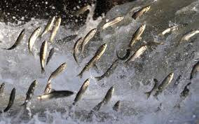 Hedef kaçak avcılar. Hepsine el konuldu - Resim: 1